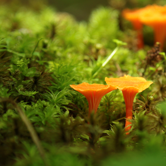 Orange mushrooms in moss